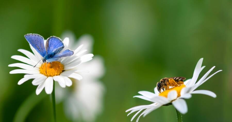 How to Create a Pollinator-Friendly Garden That Attracts Bees & Butterflies