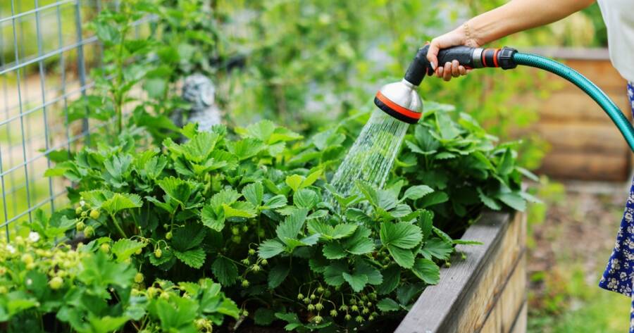 The Ultimate Guide to Watering: When, How Much, and Common Mistakes to Avoid