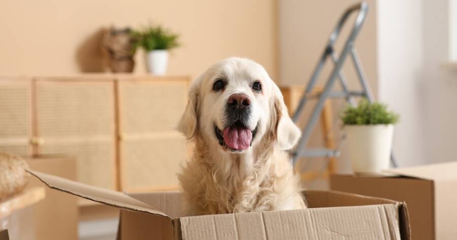 How to Move With Pets Safely and Comfortably
